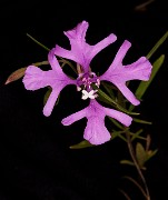 Clarkia pulchella - Beautiful Clarkia 15-0044